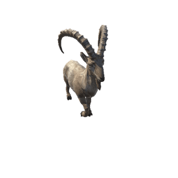 ibex@trot