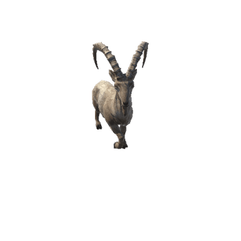 ibex@trotright Alpine Ibex