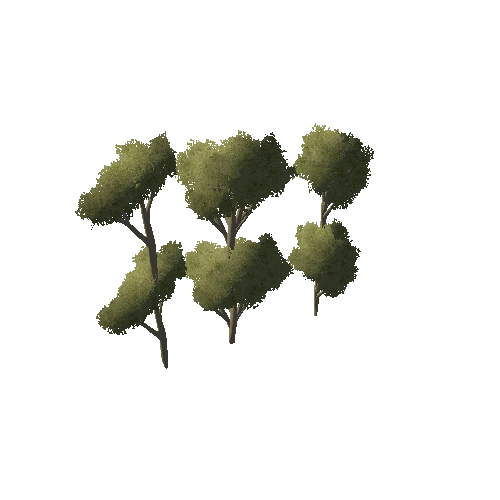 1_TreeTop_1A