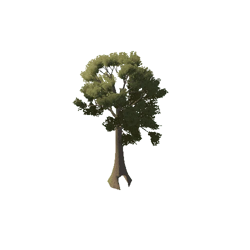 Canopy_Tree_1C3
