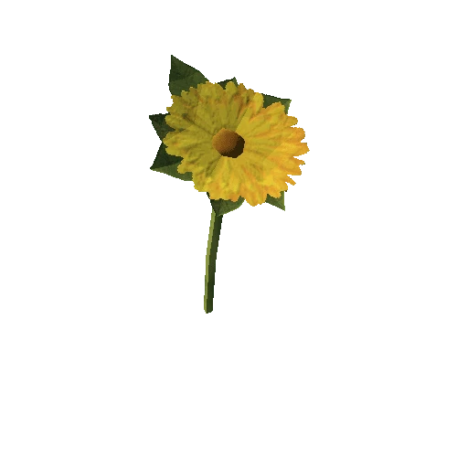 Dandelion_1A1