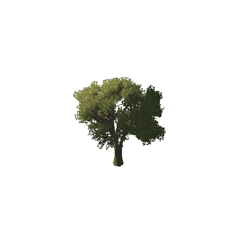 Tree_Top_1A1
