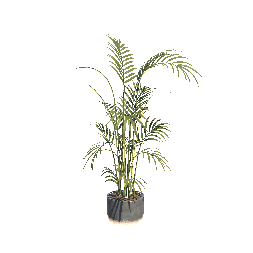 Plant_Palm2