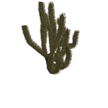 cactus_f