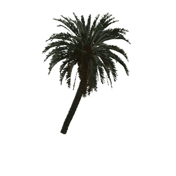 palm_a