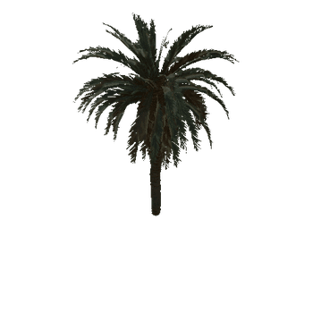 palm_b