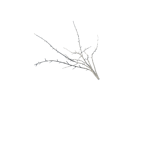 Branches_1