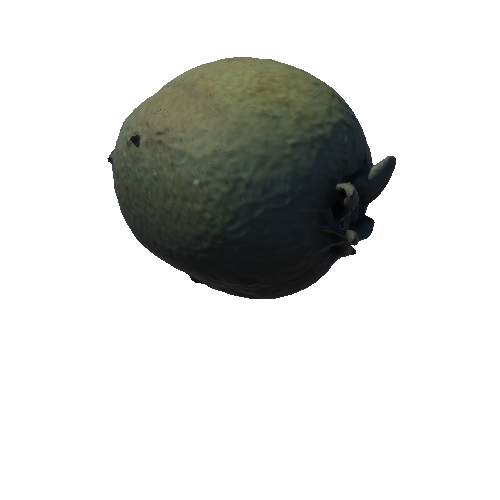 kiwi_03