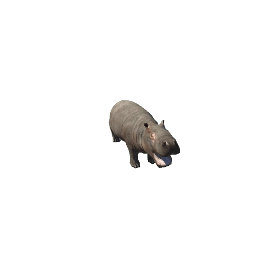 hippopotamus_baby_sv_ip_LP