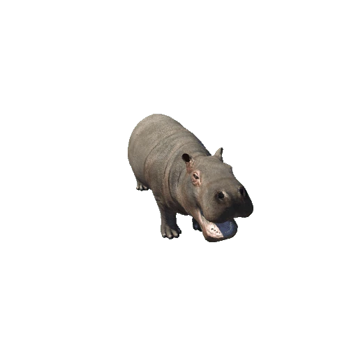 hippopotamus_baby_sv_rm