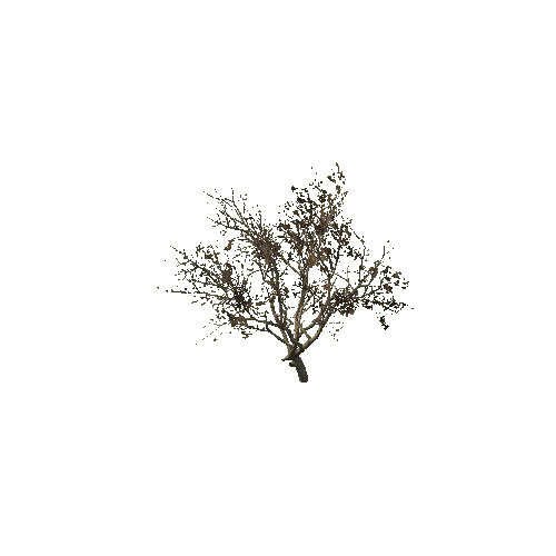 Tree4_2_Branch