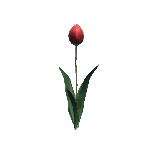 P_Tulip_01