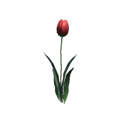 P_Tulip_03