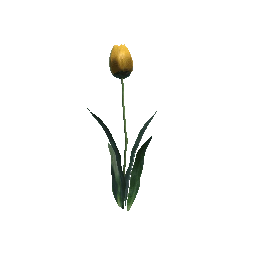 P_Tulip_04