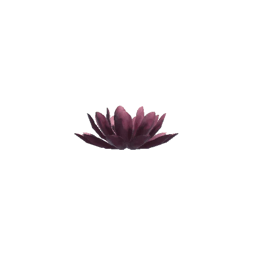 P_Waterlily_Flower_01