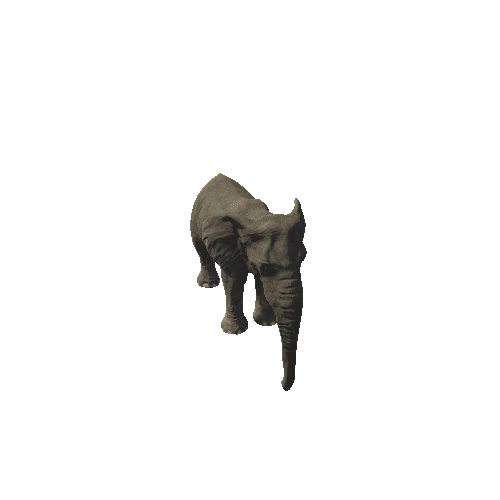 elephant_female_fv_rm