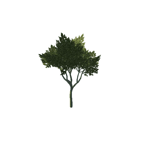 tree6
