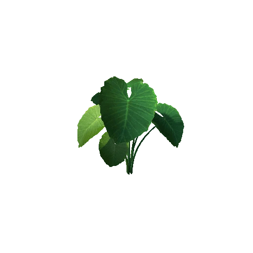 alocasia1