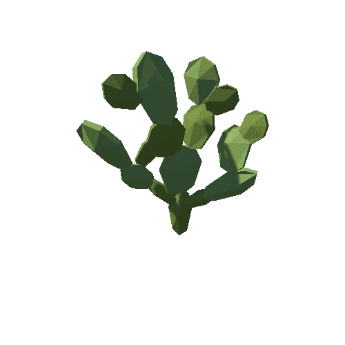 Cactus_D