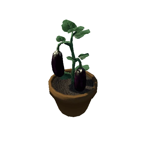 Brinjal_Pot