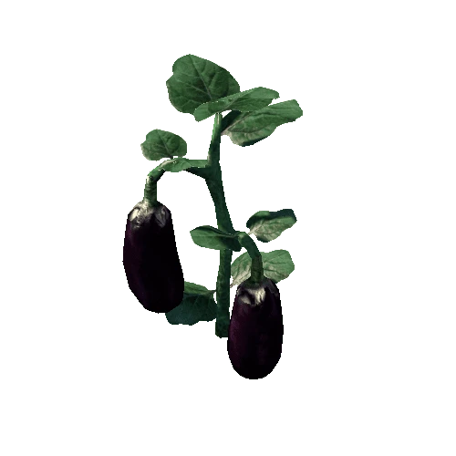 Brinjal_plant