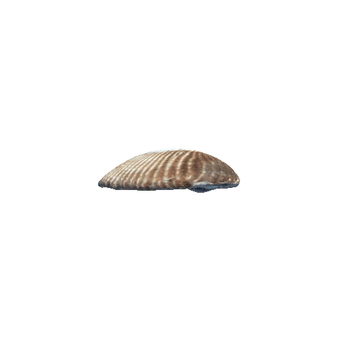 Cockle3