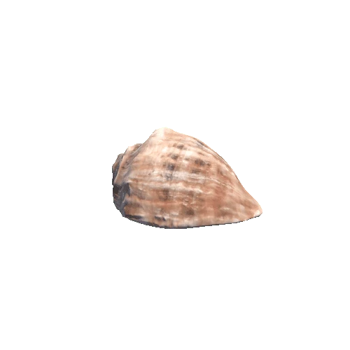 Seashell1