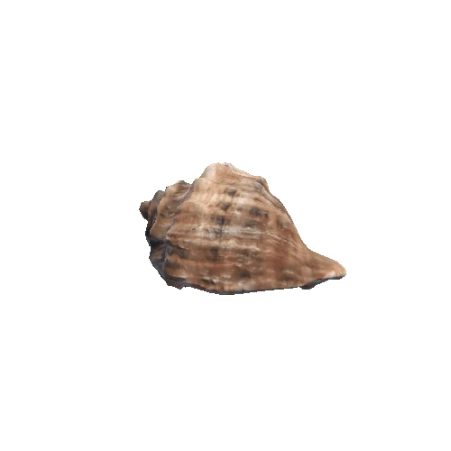 Seashell2