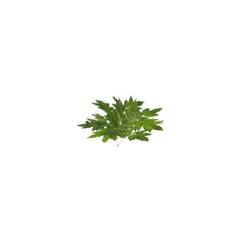 Plant_C3_LOD_2