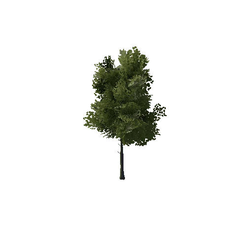 Tree6