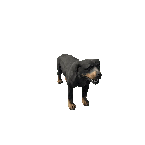 rottweiler_sv_rm