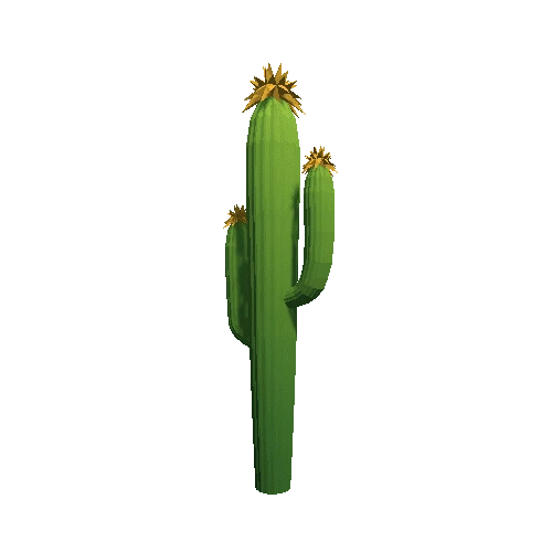 Cactus_B_01