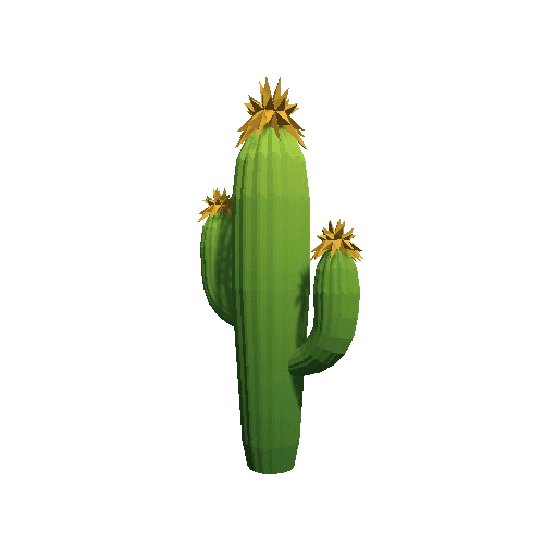 Cactus_B_03