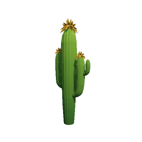 Cactus_B_04
