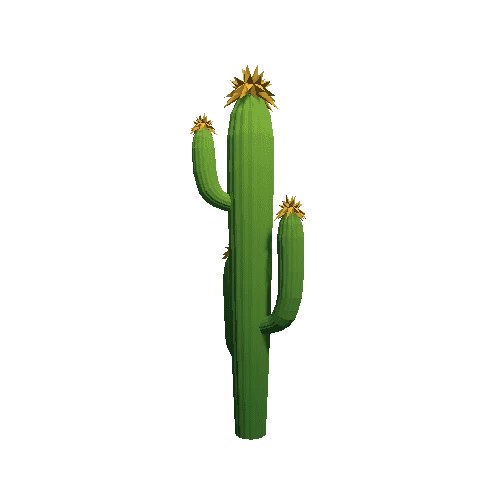 Cactus_B_05