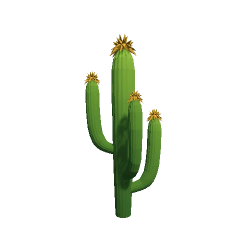 Cactus_B_07