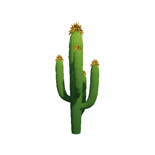 Cactus_B_08