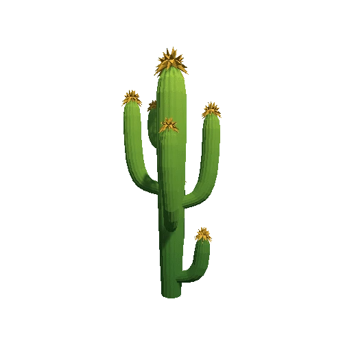 Cactus_B_09