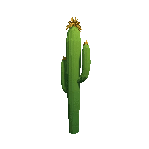 Cactus_B_MP_01