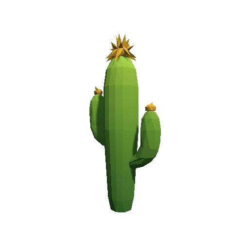 Cactus_B_MP_03