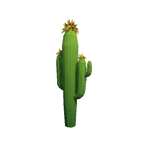 Cactus_B_MP_04