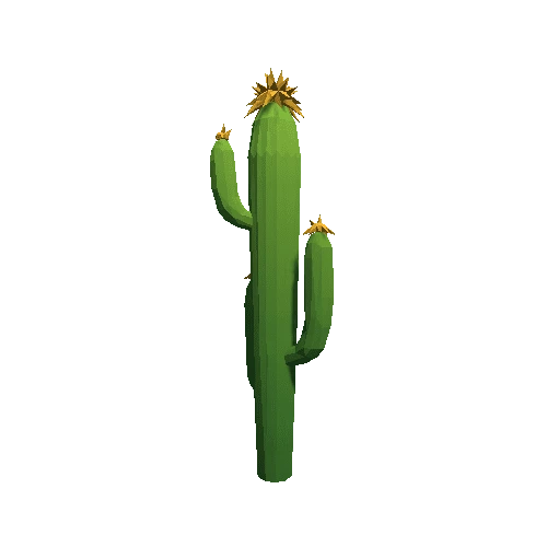 Cactus_B_MP_05