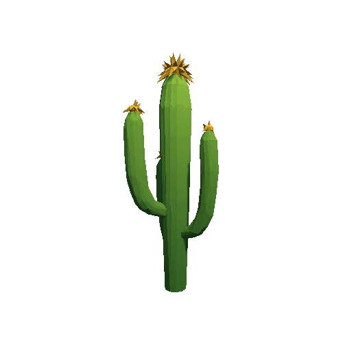 Cactus_B_MP_06