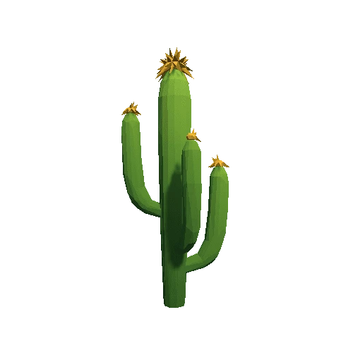 Cactus_B_MP_07