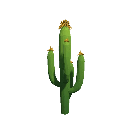 Cactus_B_MP_08