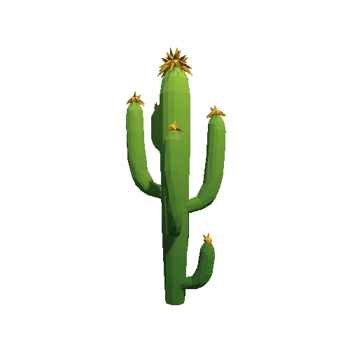 Cactus_B_MP_09