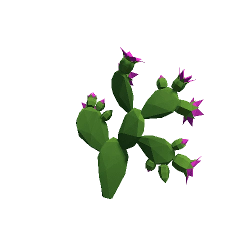 Cactus_Other_B_01