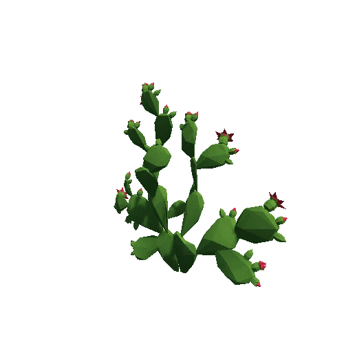 Cactus_Other_B_03