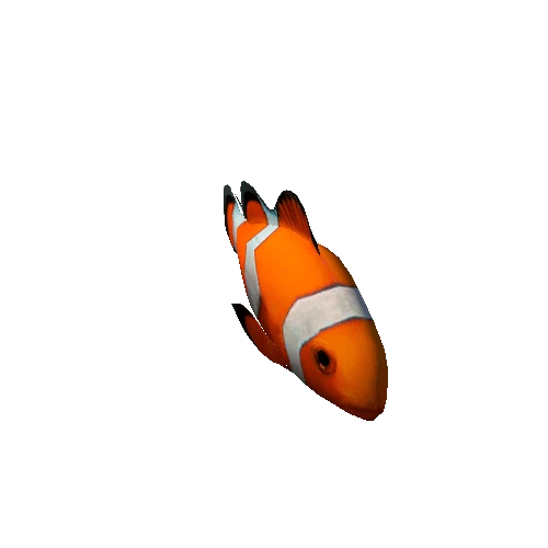 clown_fish