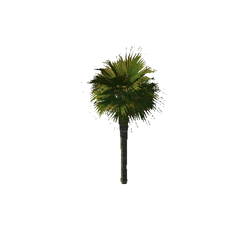 Palm